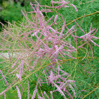 Tamarix ramosissima Pink Cascade - Sommer-Tamariske 'Pink Cascade' - Blühende Sträucher