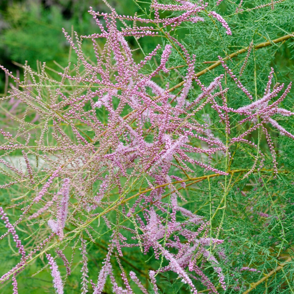 Tamarix ramosissima Pink Cascade - Sommer-Tamariske 'Pink Cascade' - Blühende Sträucher