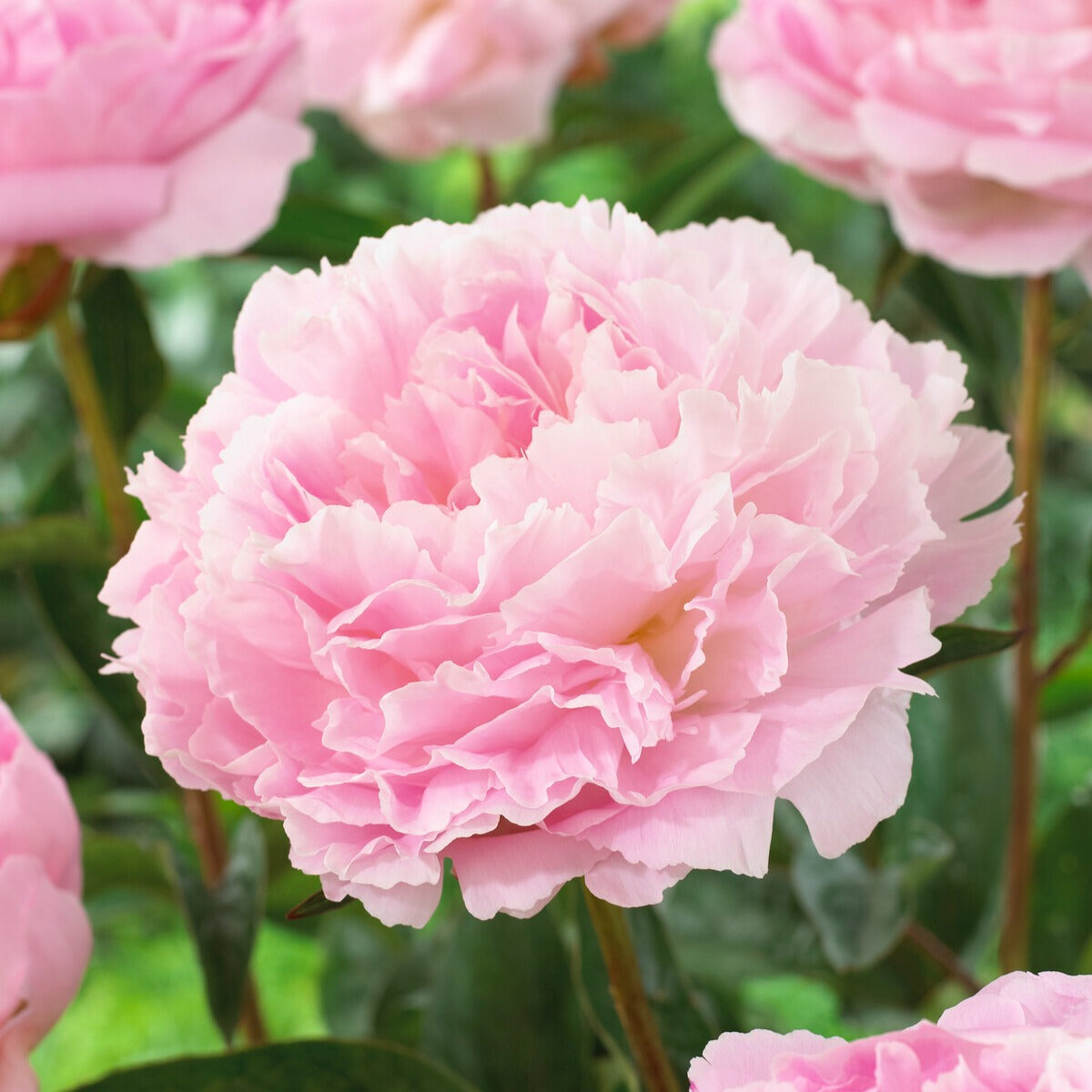 Paeonia lactiflora Albert Crousse - Pfingstrose Albert Crousse - Pfingstrosen