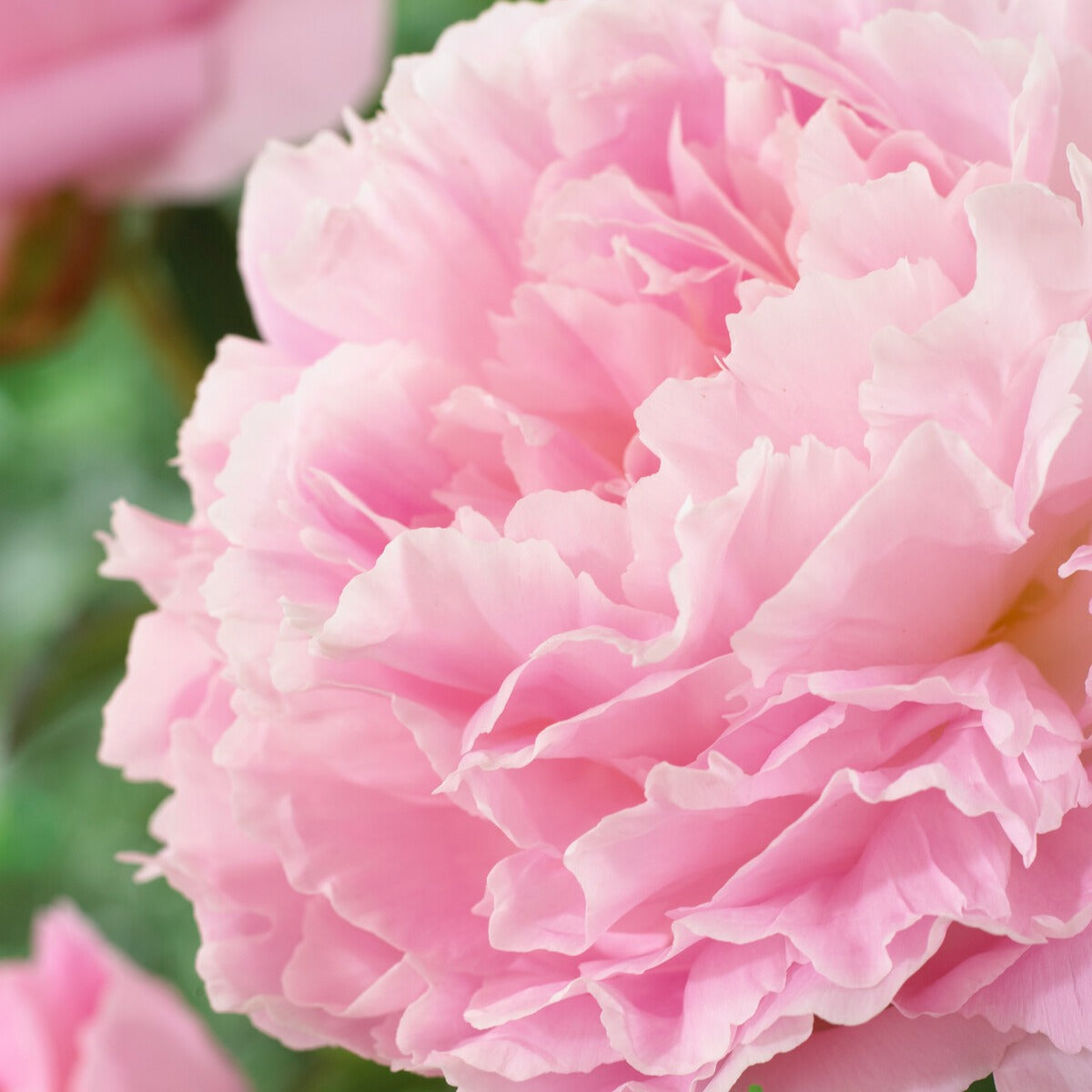 Pfingstrosen - Pfingstrose Albert Crousse - Paeonia lactiflora Albert Crousse