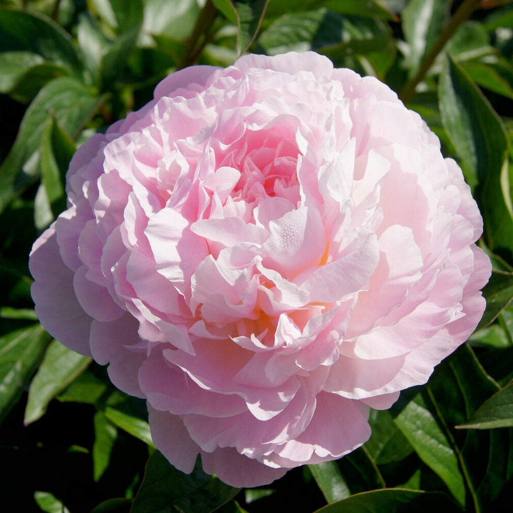 Pfingstrose Albert Crousse - Paeonia lactiflora Albert Crousse - Bakker