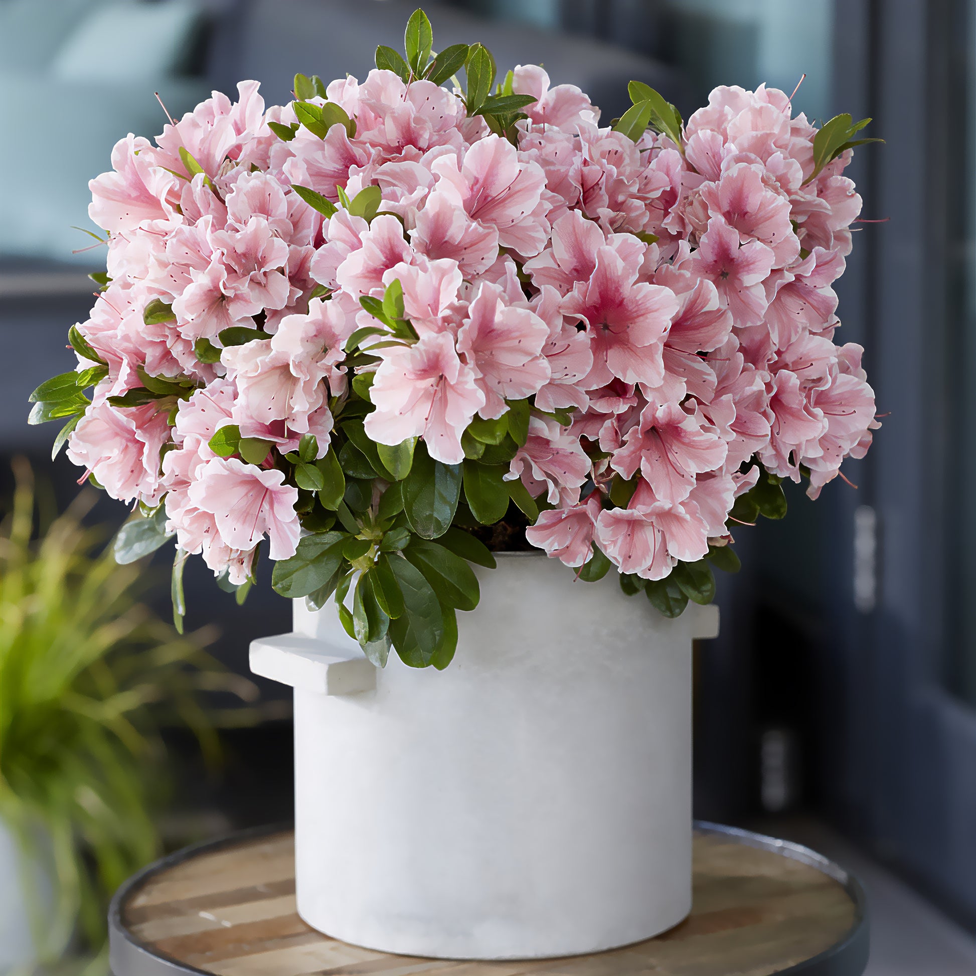 Japanische Azalee ‘Encore Sunburst’® - Rhododendron Encore® Sunburst - Bakker