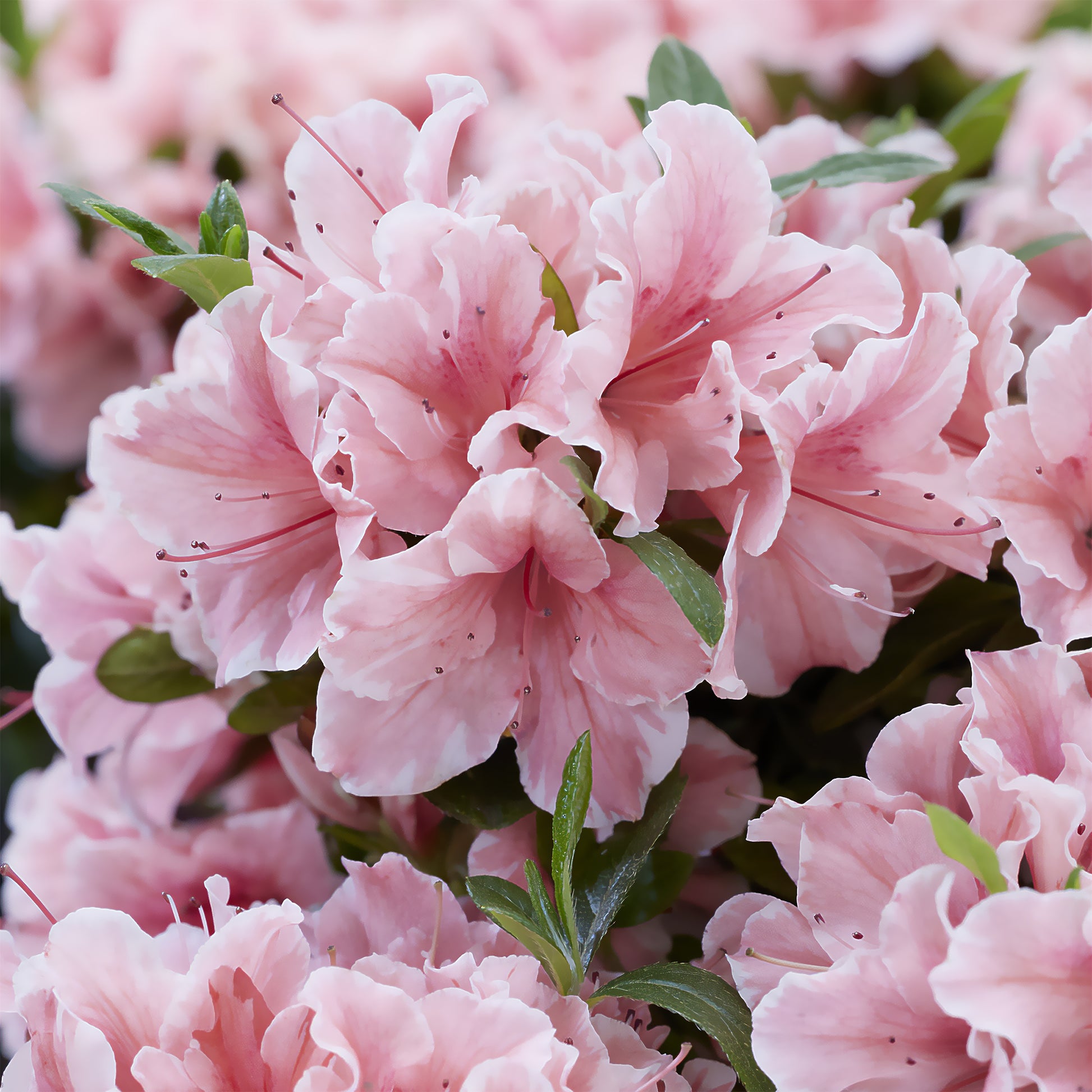 Japanische Azalee ‘Encore Sunburst’® - Bakker