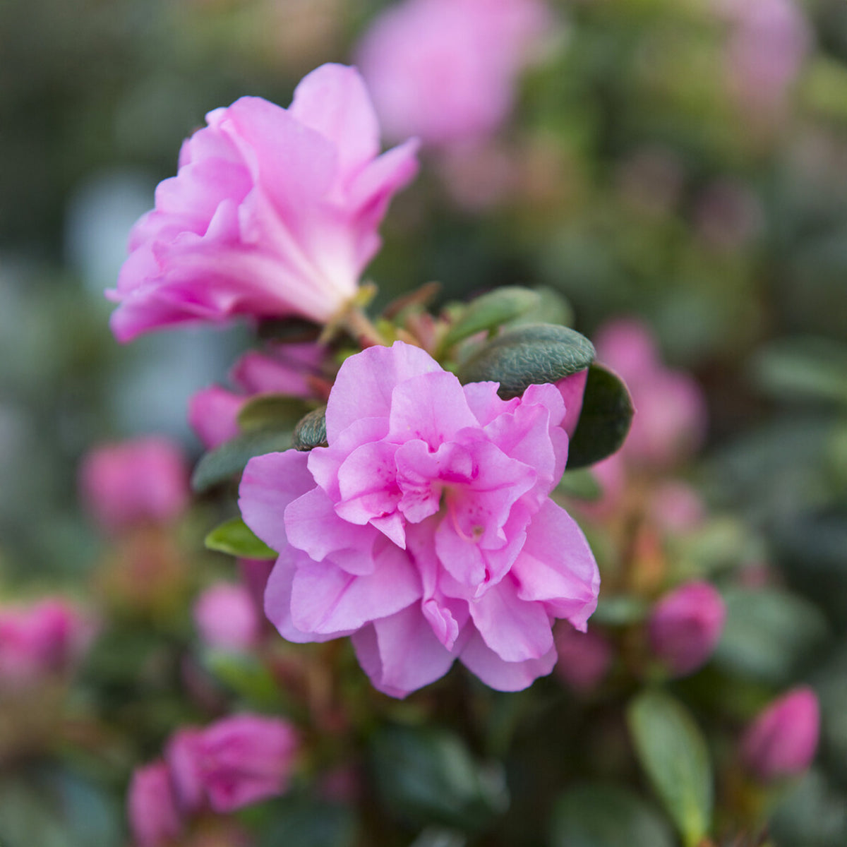 Japanische Azalee  Lilac Surprise - Azalea japonica Lilac Surprise - Bakker