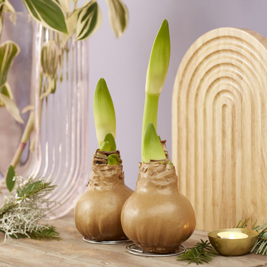 Wachs Amaryllis  Gloss Gold - Bakker
