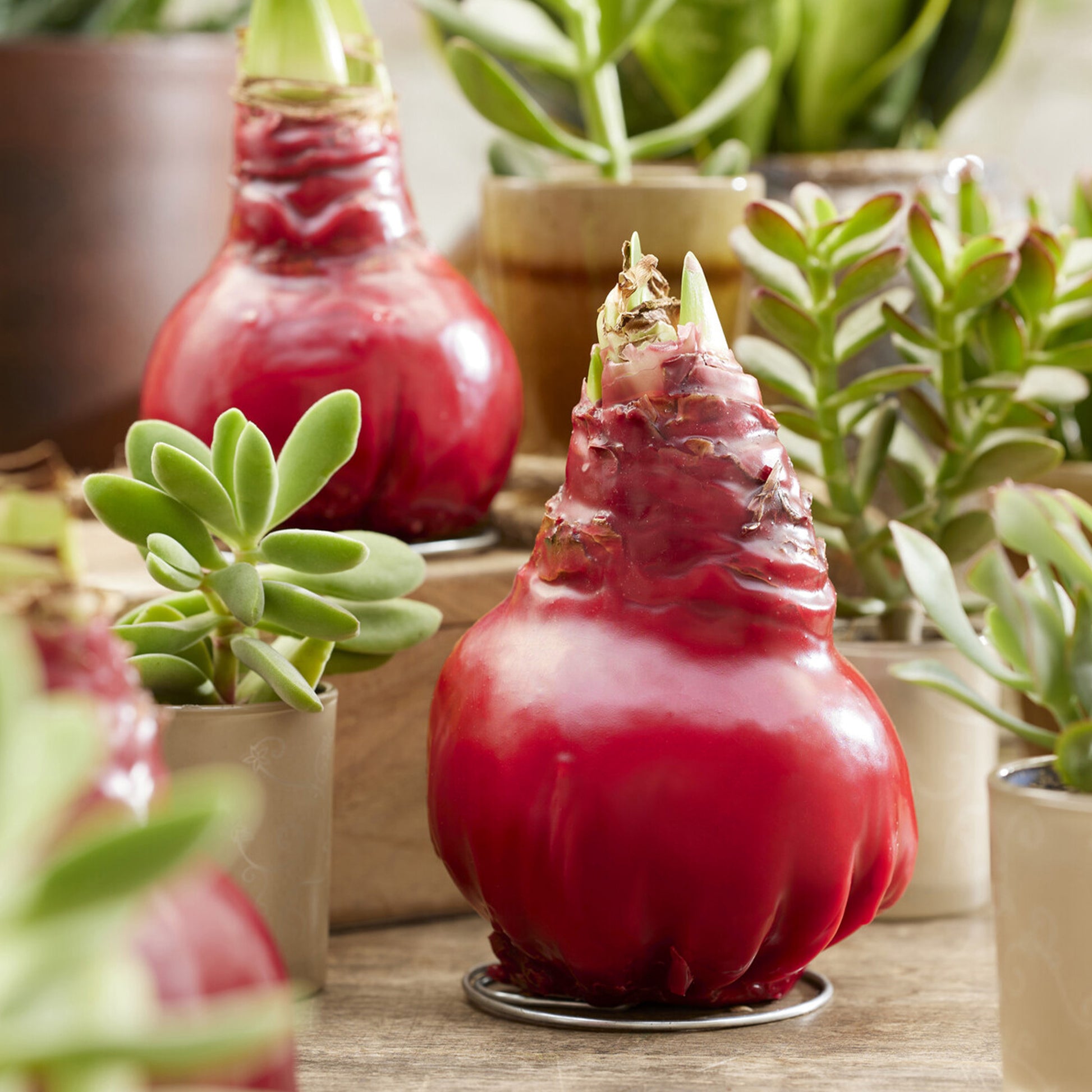 Wachs Amaryllis  Gloss X Mas Red - Amaryllis Gloss X Mas Red - Bakker