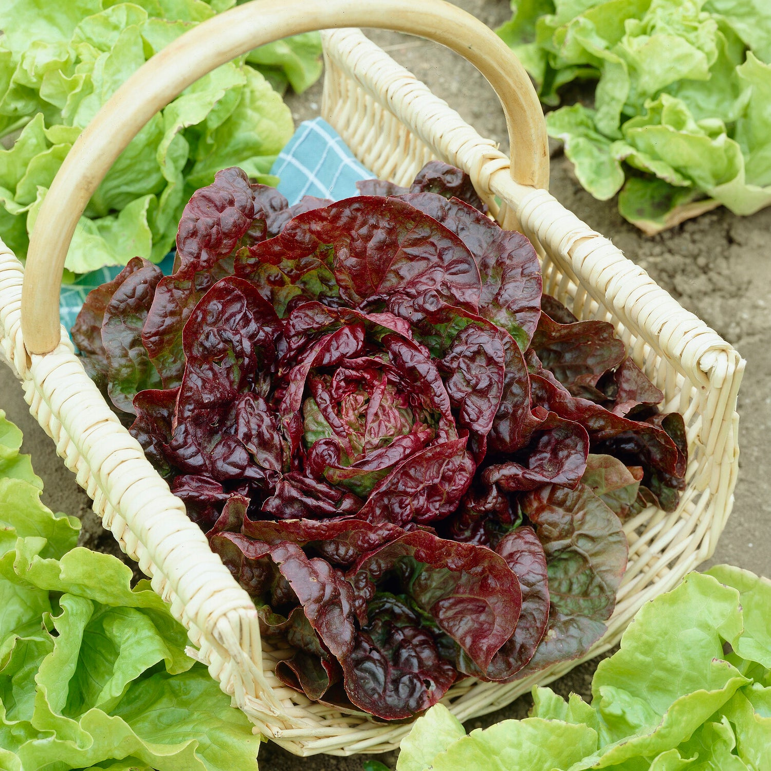 Kopfsalat ‘Merveille des quatre saisons’ - Bakker
