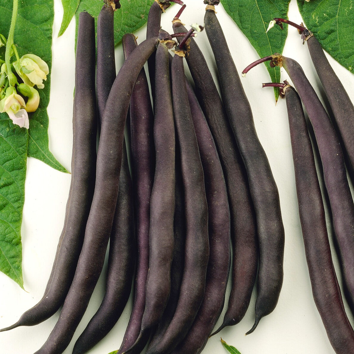 Phaseolus vulgaris purple queen - Buschbohne Purple Queen - Samen für Bohnen