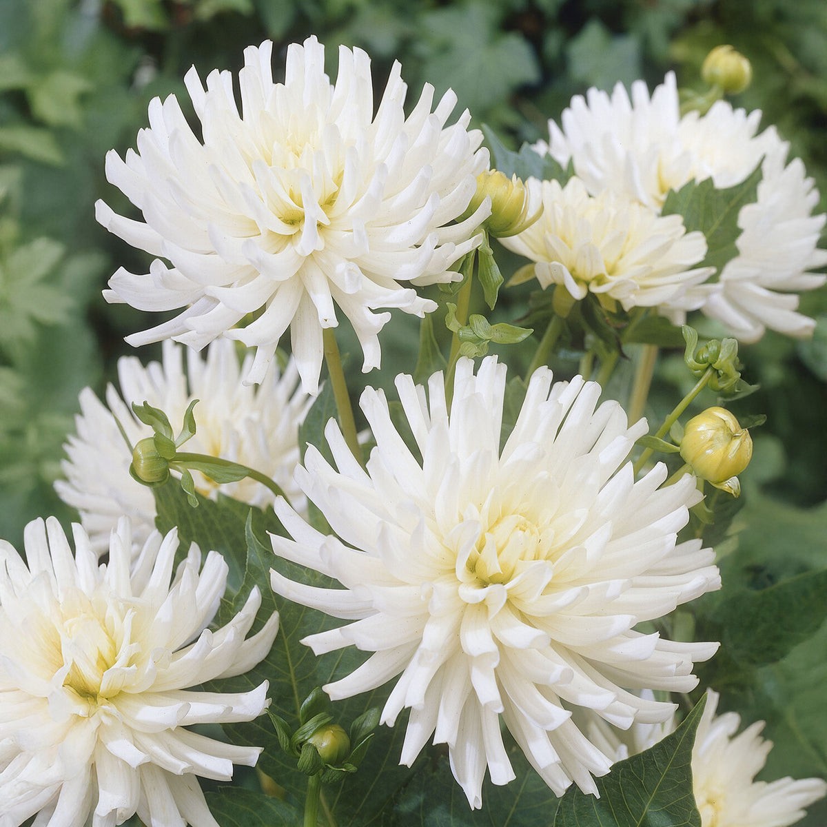 Dahlien White Happiness (x3) - Dahlia White Happiness - Bakker