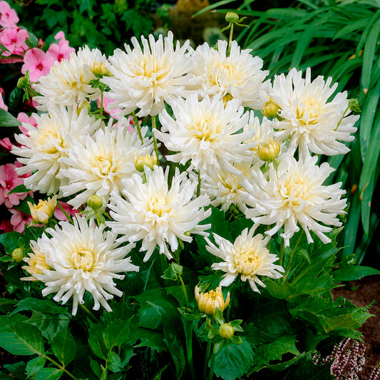 Dahlien White Happiness (x3)