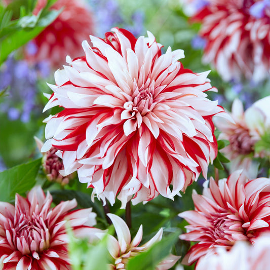 Dahlien Santa Claus (x3) - Bakker