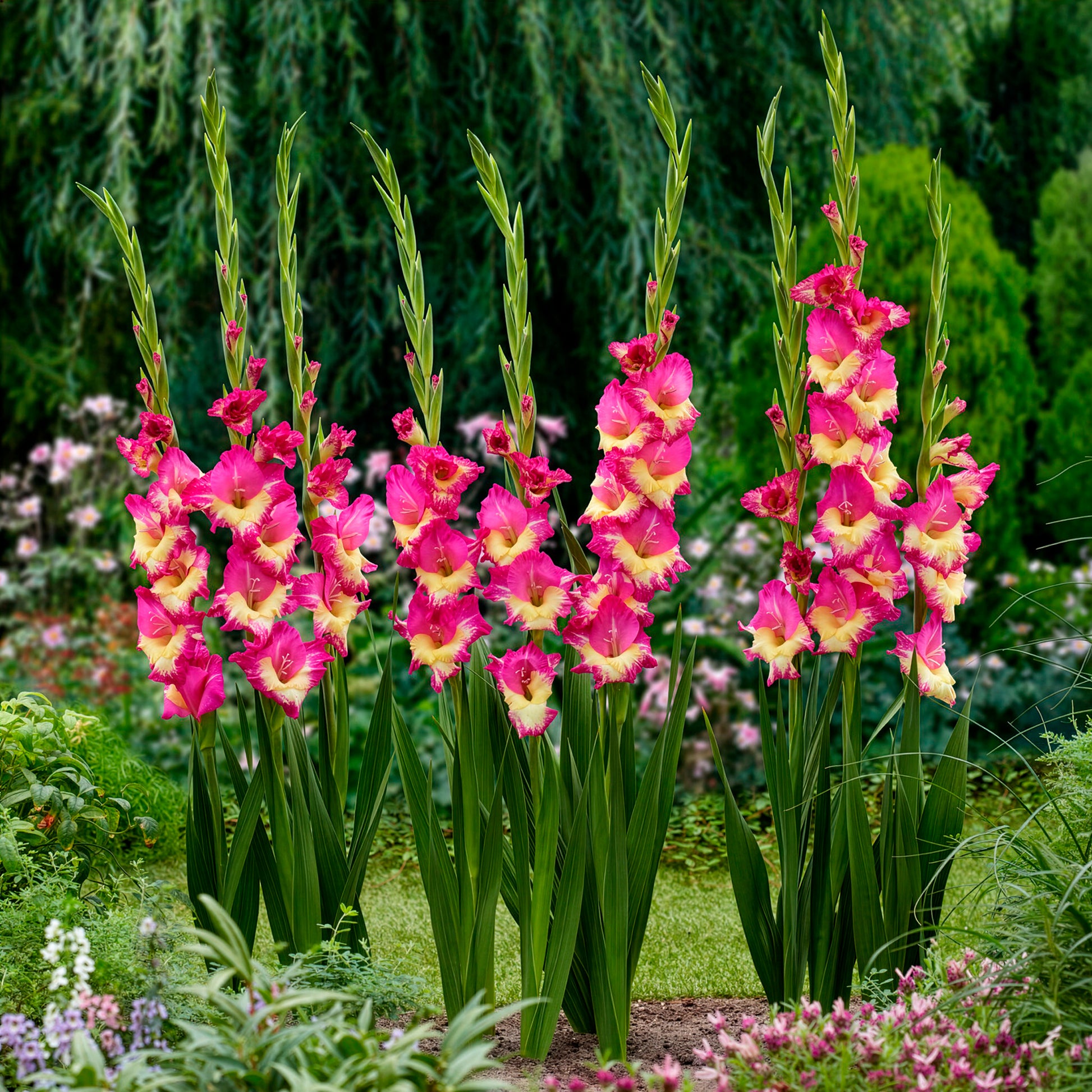 Gladiole ‘Extravert’ (x25) - Gladiolus extravert - Bakker