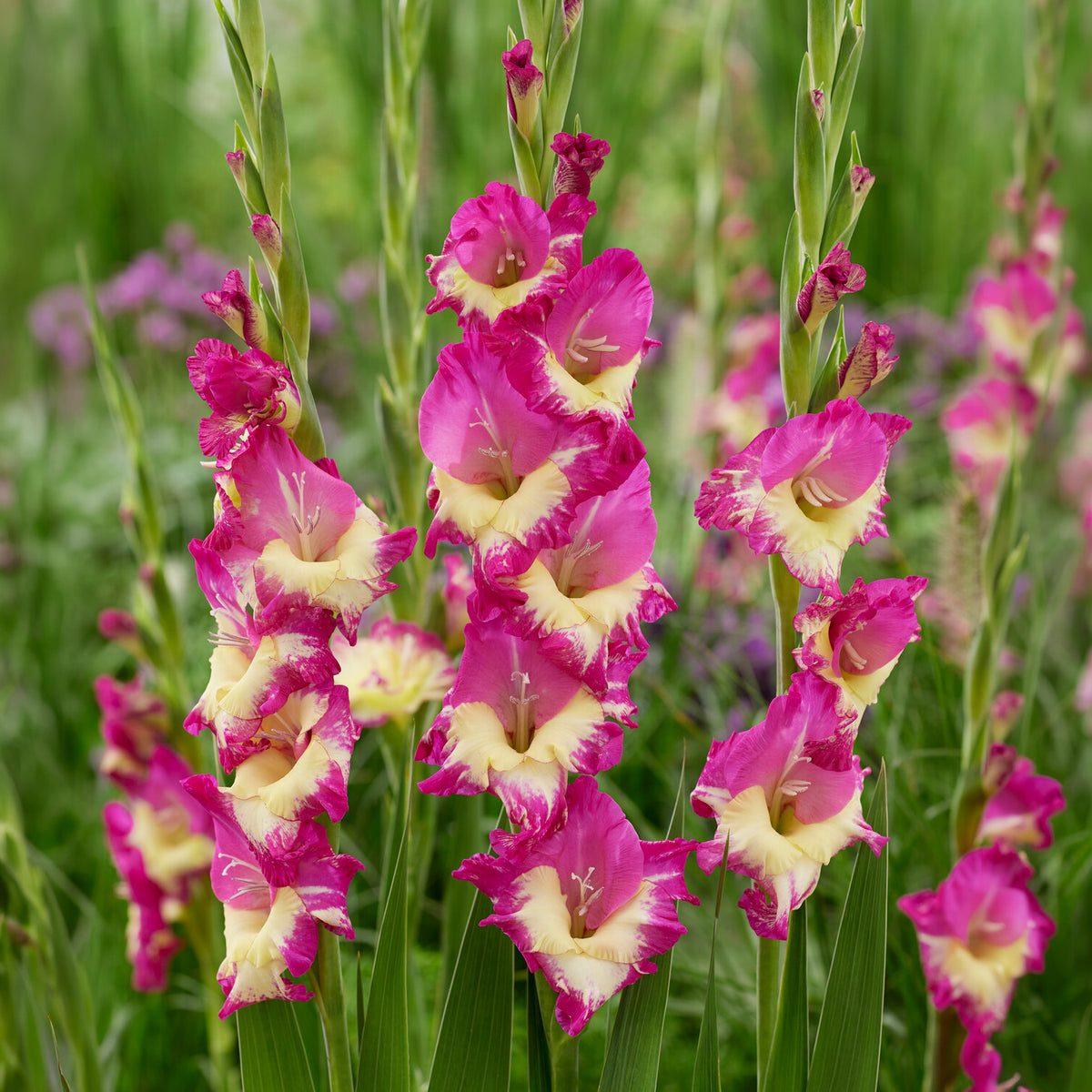 Gladiole ‘Extravert’ (x25) - Bakker
