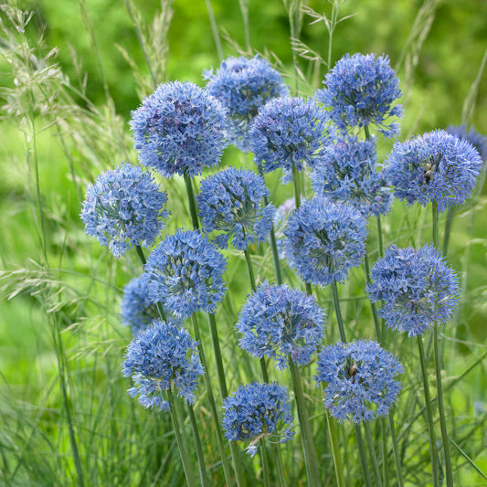 Enzianlauch (x20) - Bakker