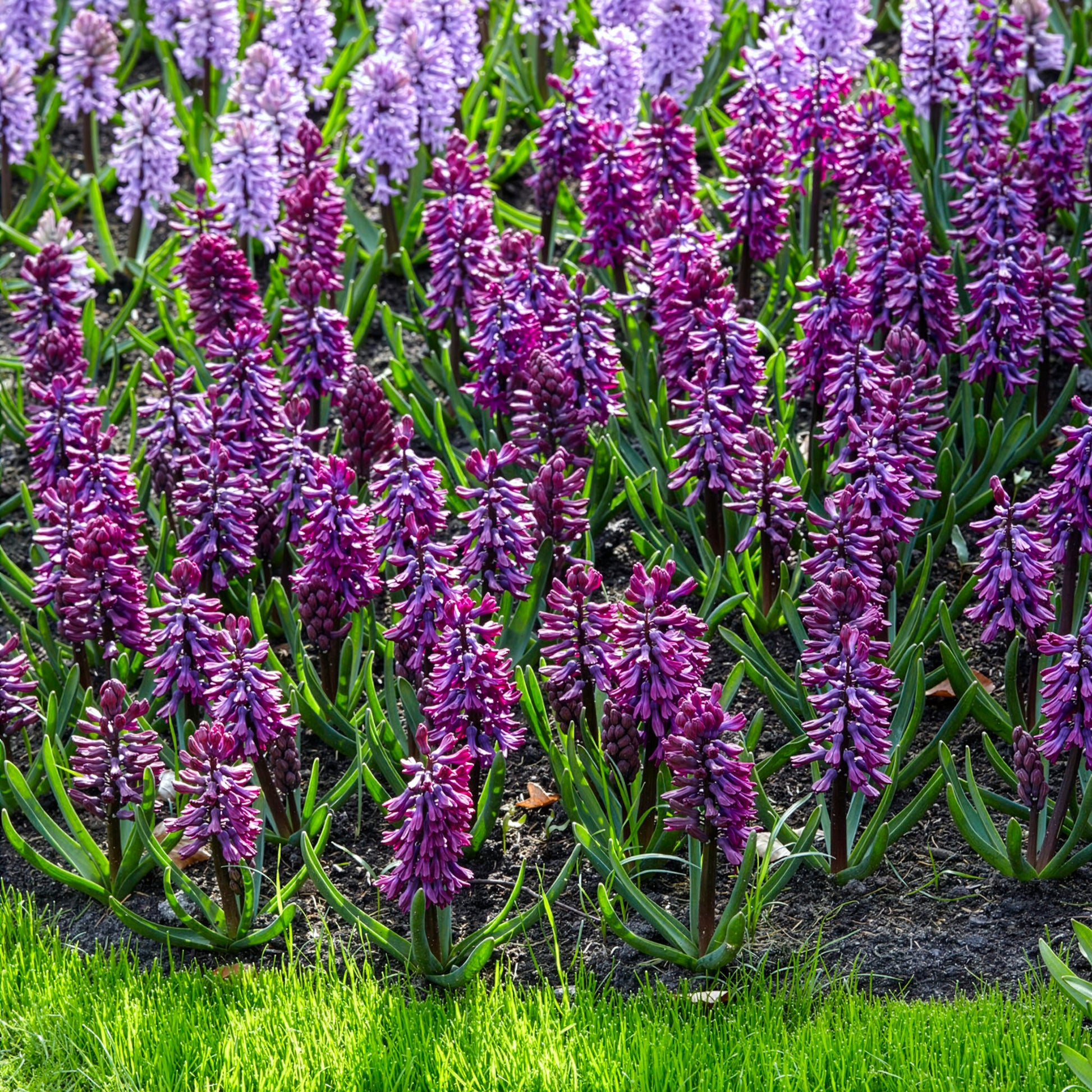 Hyazinthen-Zwiebeln - Hyazinthe 'Woodstock' (x6) - Hyacinthus orientalis woodstock