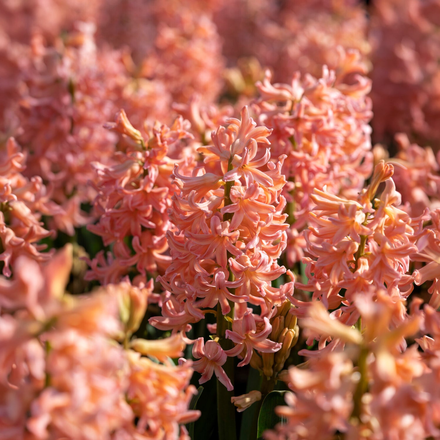 Hyazinthe 'Gipsy Queen' (x6) - Hyazinthen-Zwiebeln - Bakker