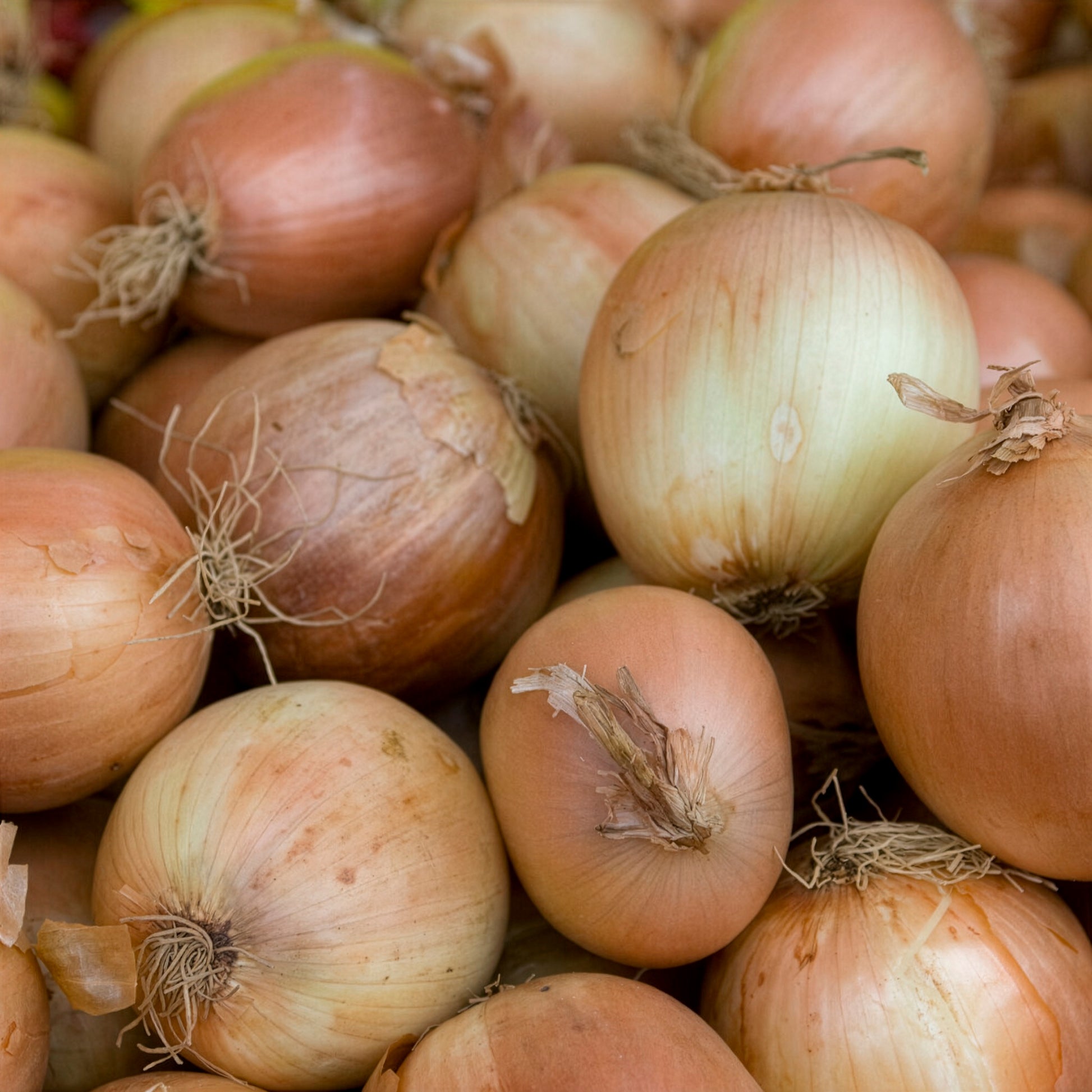 Allium cepa centurion f1 - Zwiebel Centurion F1 - Zwiebelzwiebeln