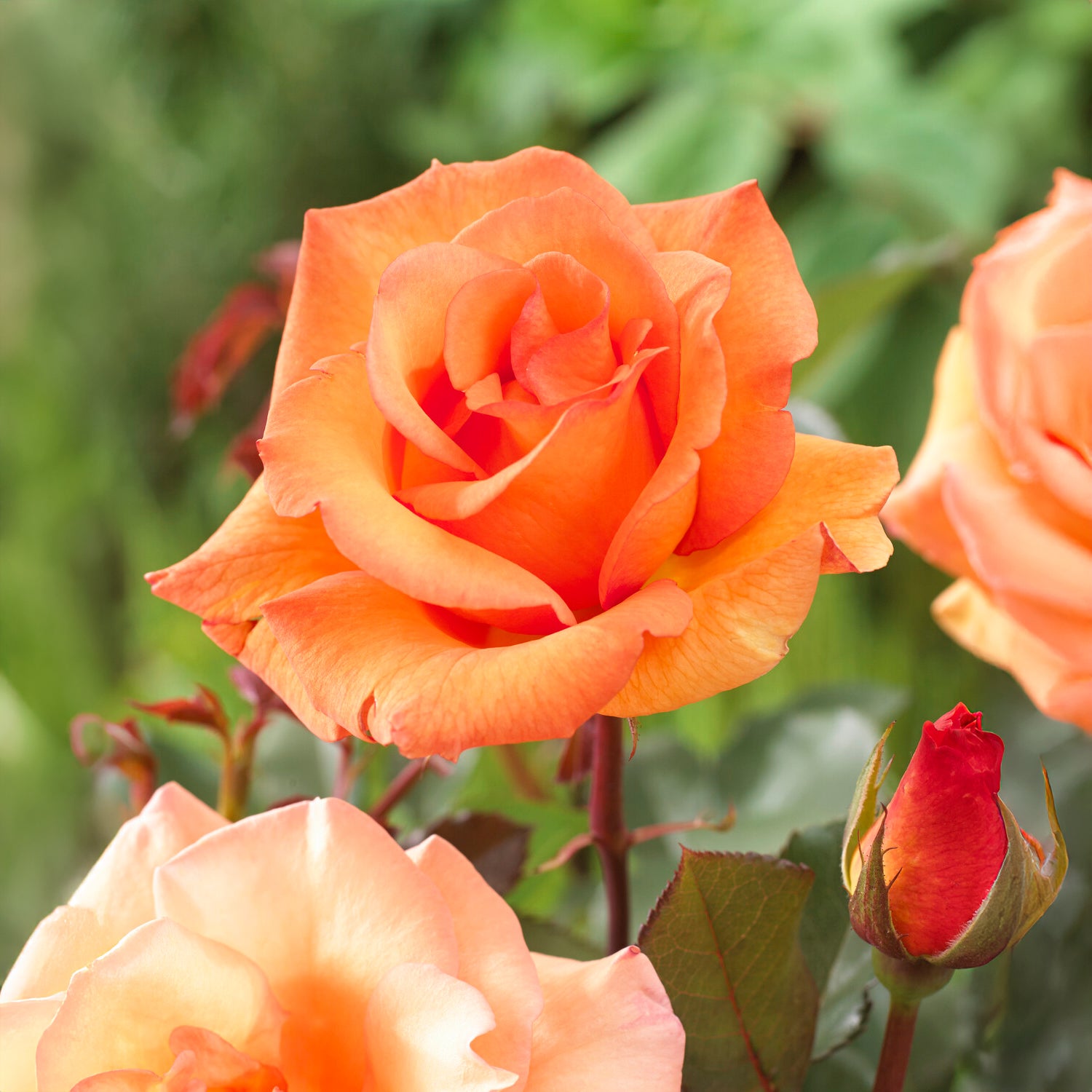Rosen - Nackte Wurzeln - Strauchrosen Mischung (Doris Tysterman, Nostalgie, Barkarole) (x3) - Rosa doris tysterman, nostalgie, barkarole
