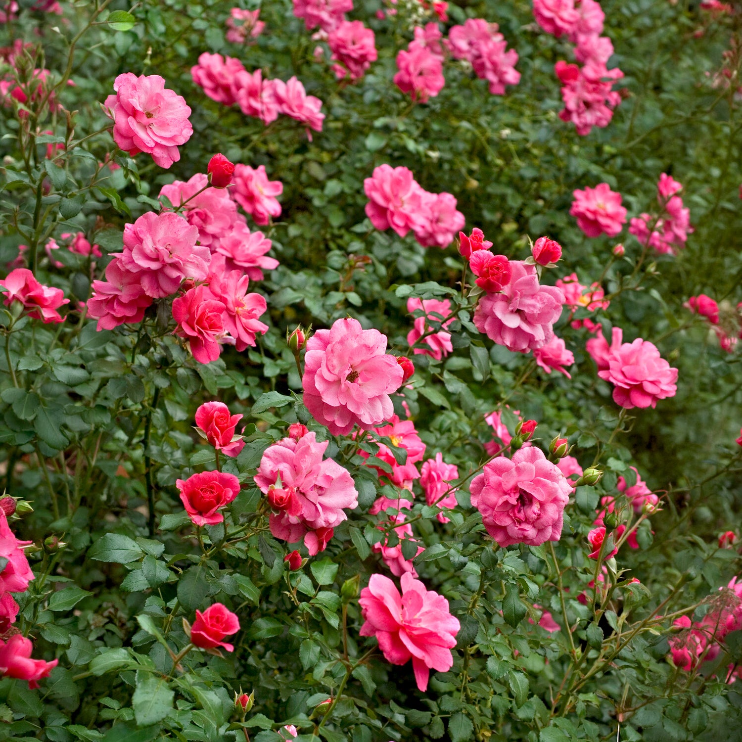 Verkauf Bodendeckerrosen Mirato ® - Rosa Mirato ®