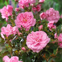 Bodendeckerrosen - Bodendeckerrosen Mirato ® - Rosa Mirato ®