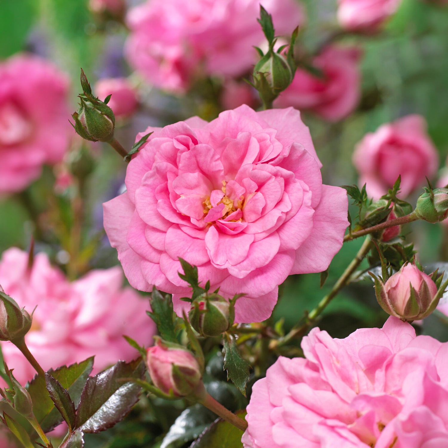 Verkauf Bodendeckerrosen Mirato ®