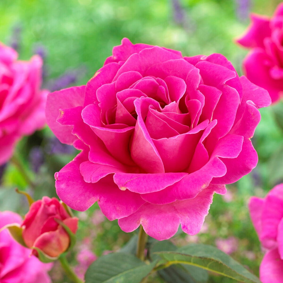 Rose Pink Perfume - Rosa pink perfume - Bakker