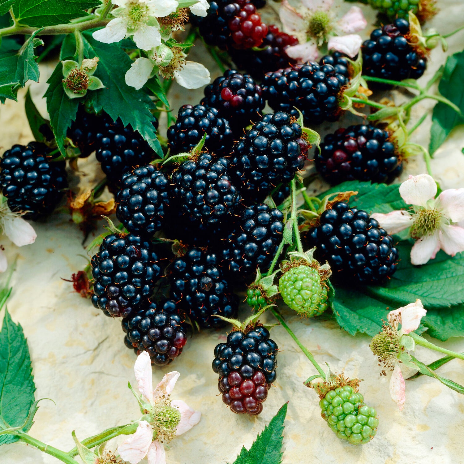 Brombeere Dirksen - Rubus fruticosus dirksen - Bakker