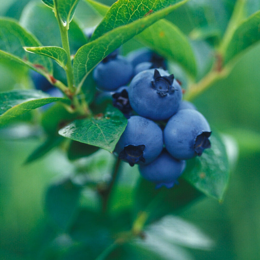 Heidelbeeren - Heidelbeere Giant Patriot - Vaccinium corymbosum Giant Patriot