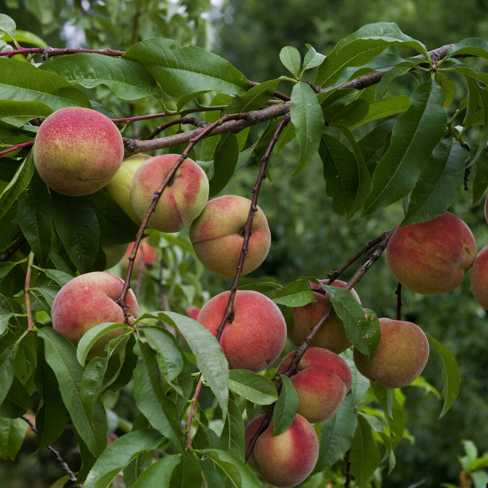 Pfirsichbäume - Pfirsich Amsden - Prunus persica Amsden