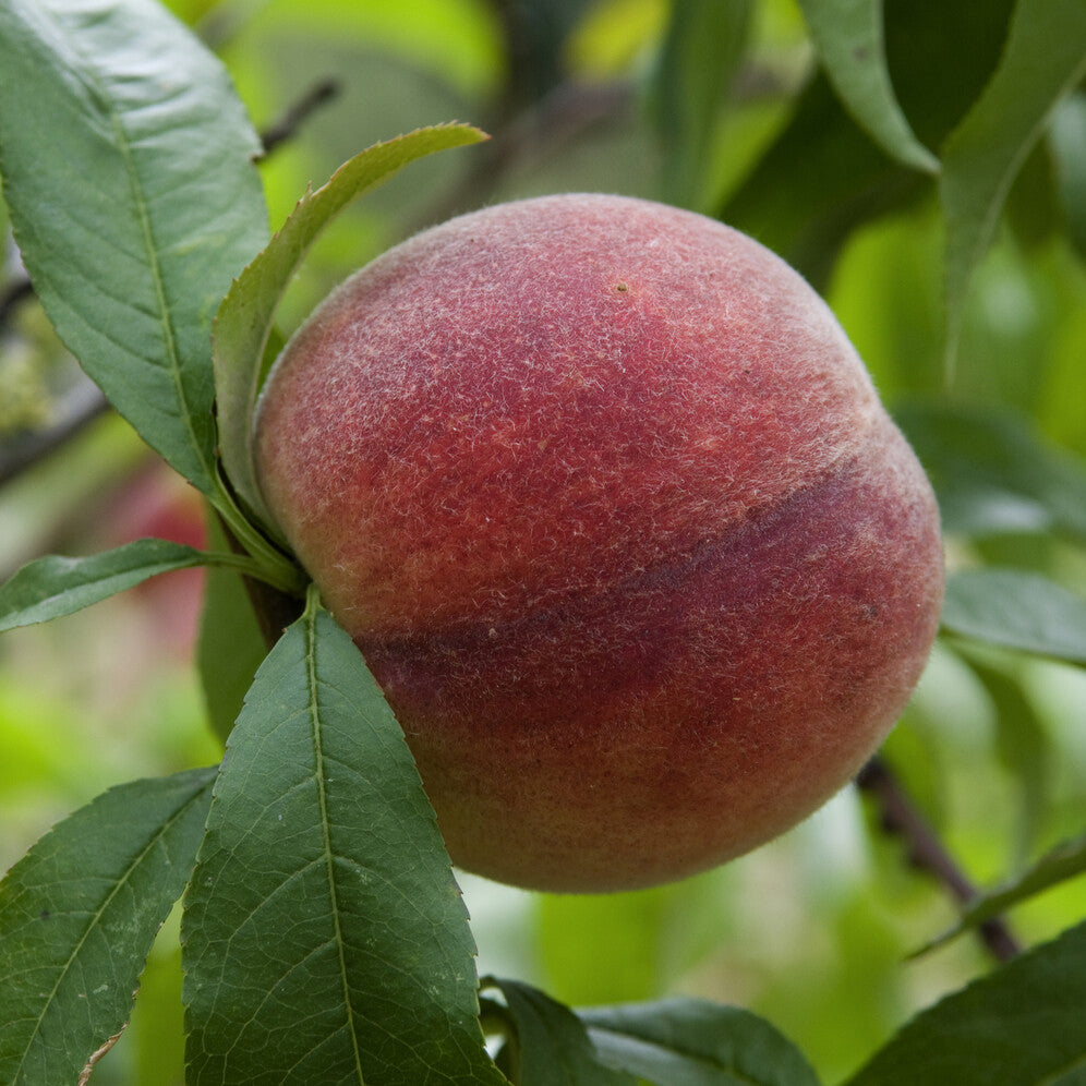 Prunus persica Amsden - Pfirsich Amsden - Pfirsichbäume