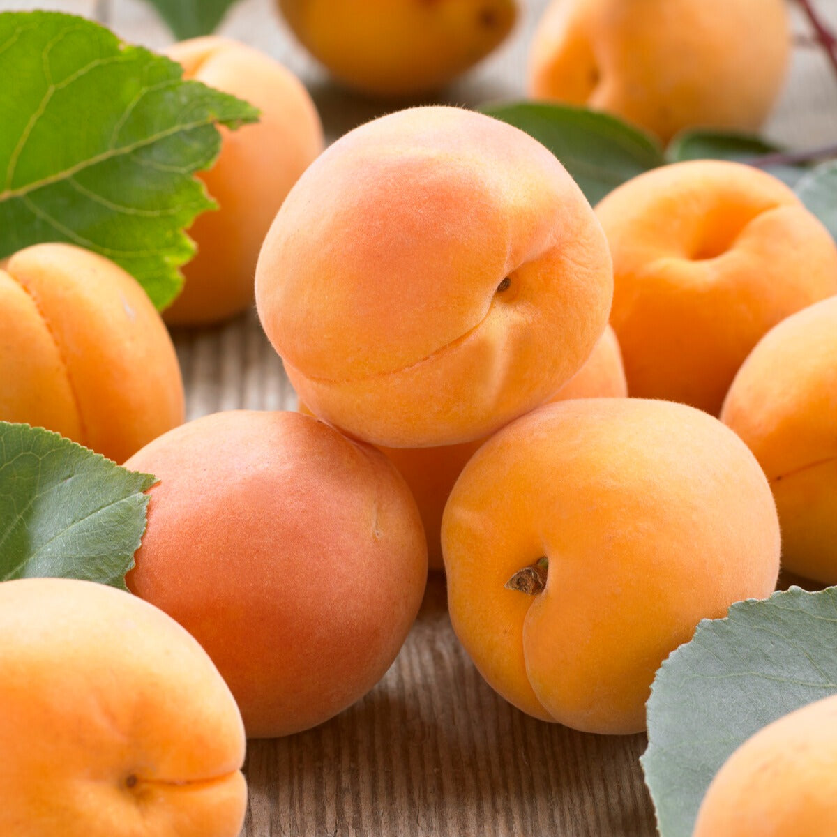 Zwergaprikose ‘Aprigold’ - Prunus armeniaca Aprigold - Bakker