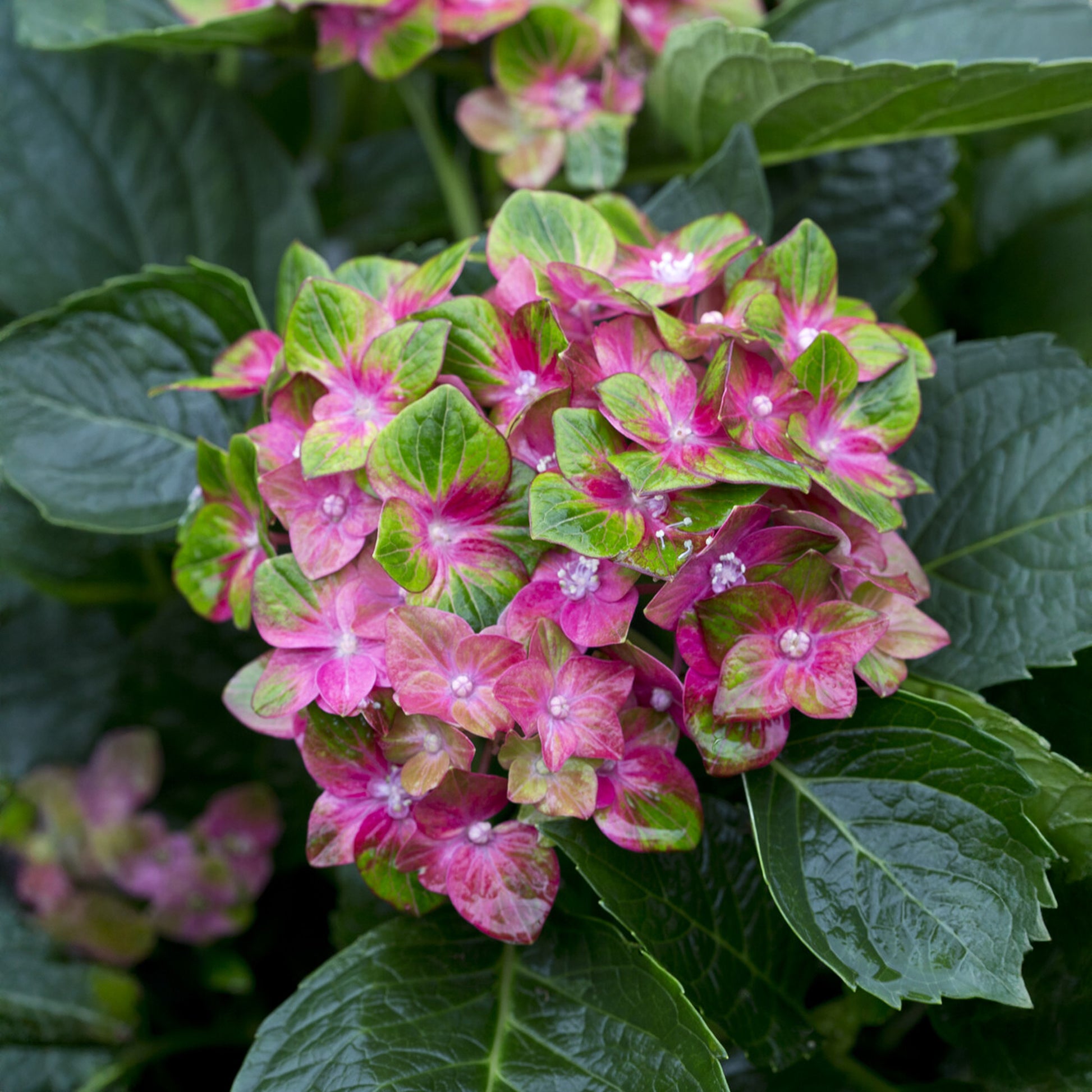 Bauernhortensie Saxon ® - Bakker