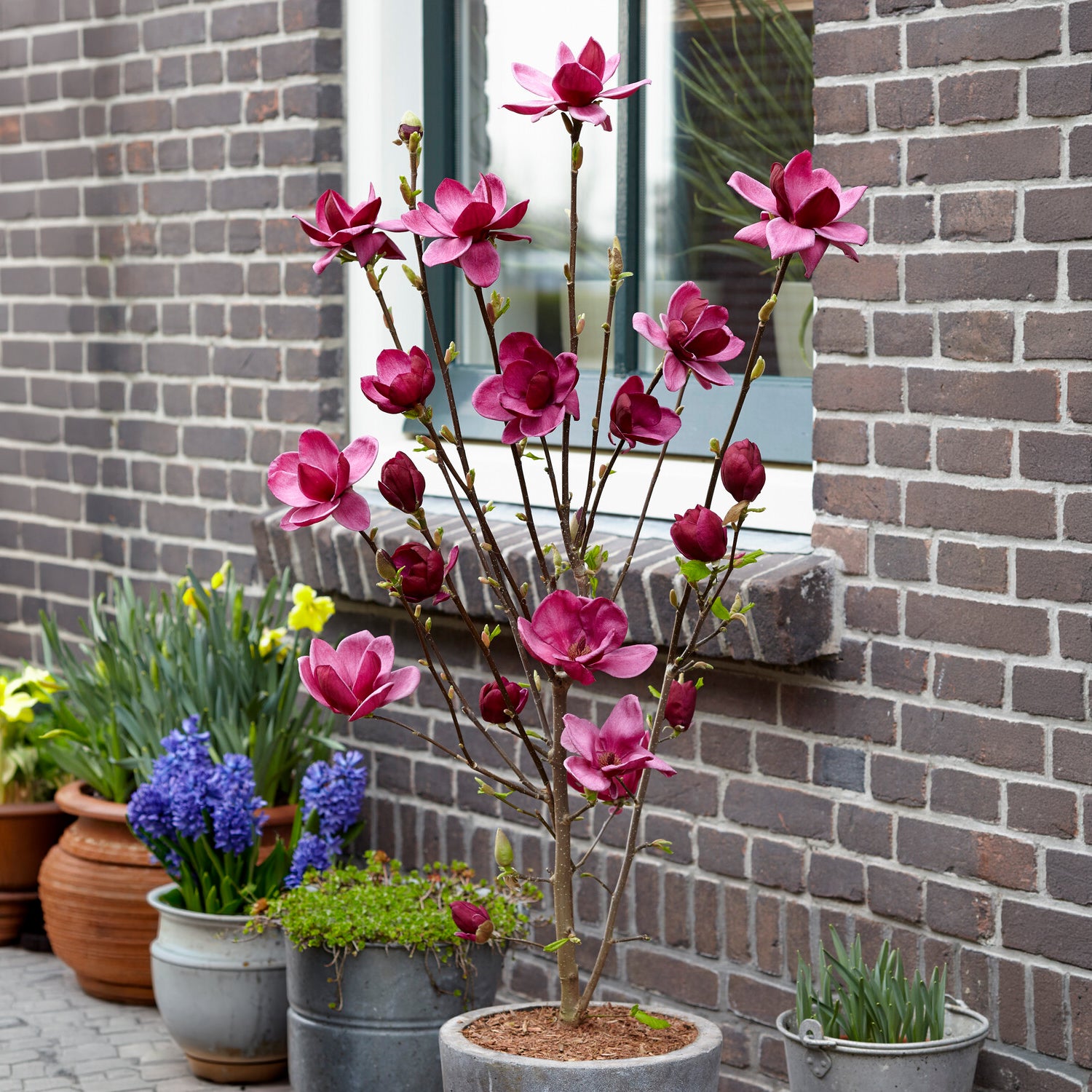 Magnolie Genie - Magnolia Genie - Bakker