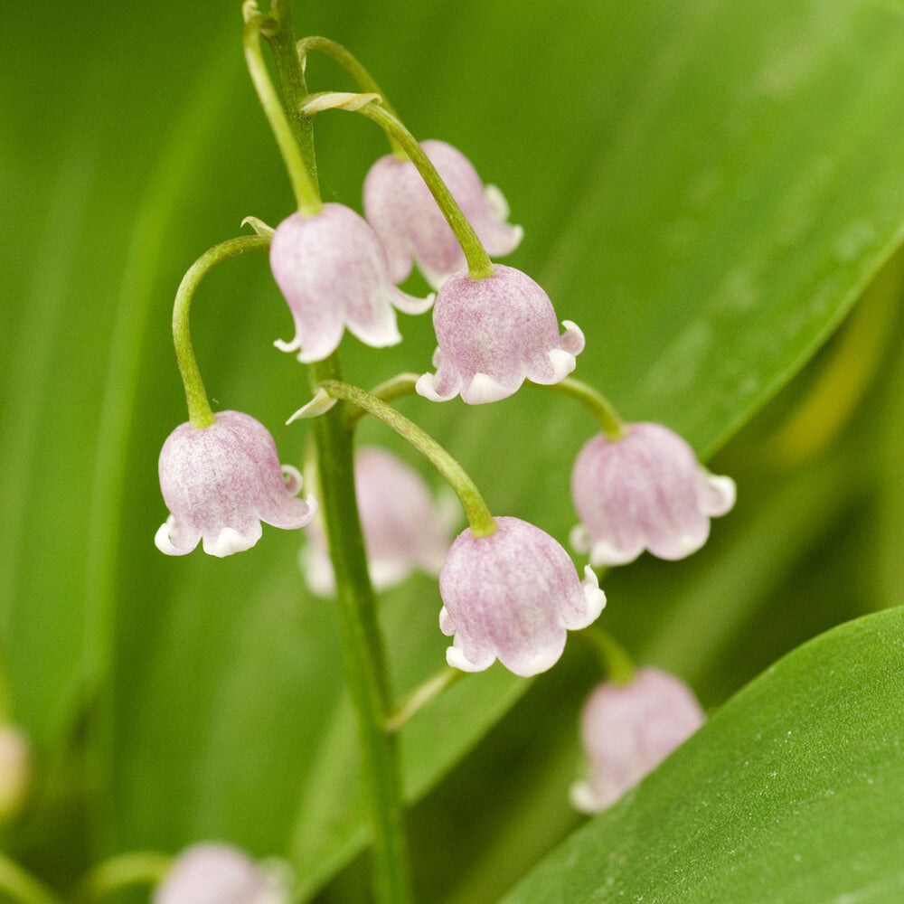 Verkauf Maiglöckchen ‘Rosea’ - Convallaria majalis Rosea