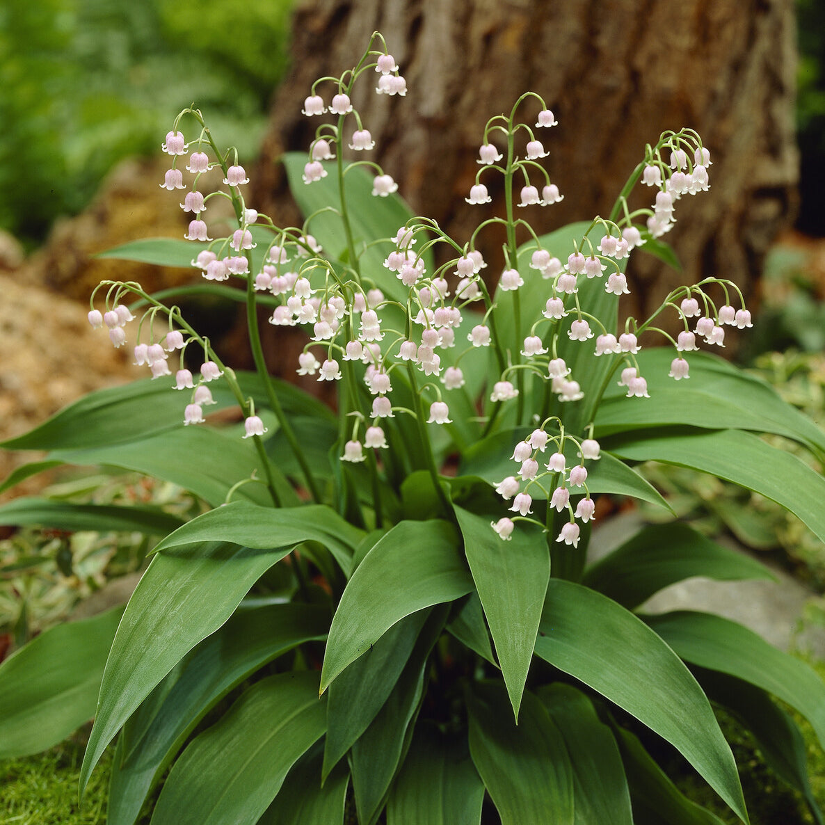 Convallaria majalis Rosea - Maiglöckchen ‘Rosea’ - Stauden