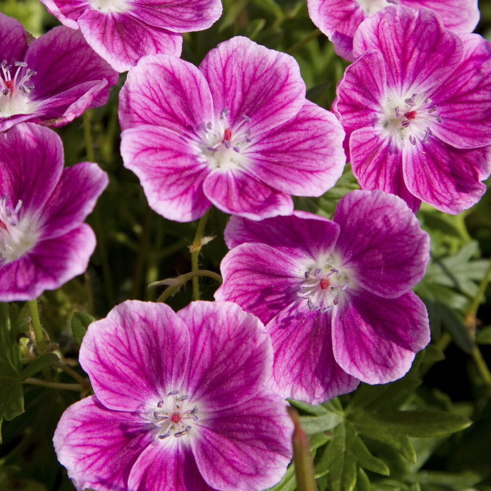 Verkauf Blut-Storchschnabel ‘Elke’ - Geranium sanguineum Elke