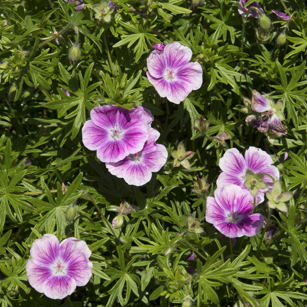 Blut-Storchschnabel ‘Elke’ - Geranium sanguineum Elke - Bakker