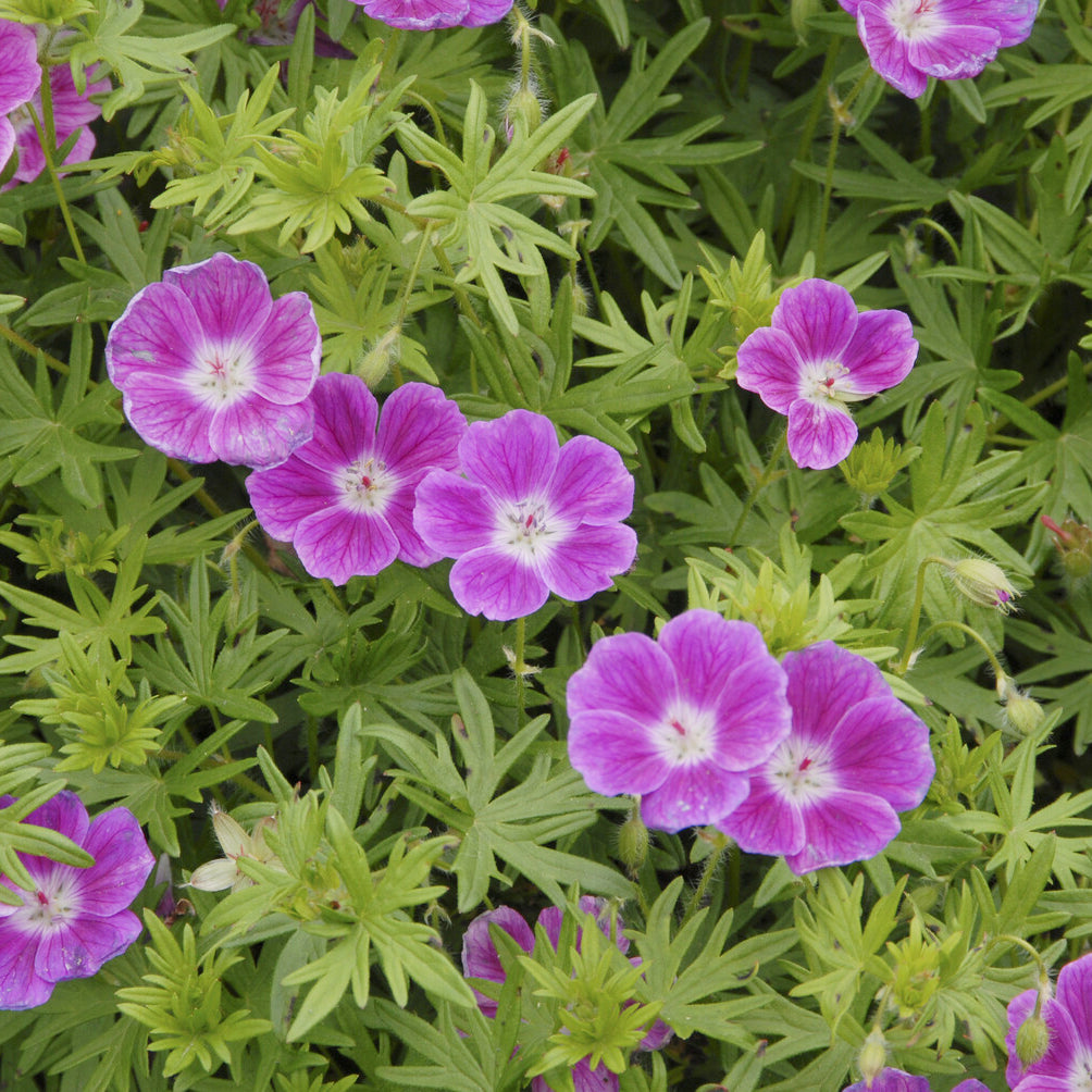 Geranium sanguineum Elke - Blut-Storchschnabel ‘Elke’ - Geranien