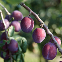 Pflaume ‘Reine Claude d’Althan’ - Prunus domestica Reine Claude d'Althan - Bakker