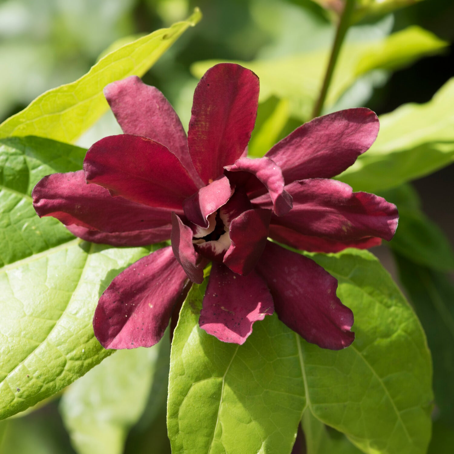 Chinesischer Wachsstrauch Hartlage Wine - Sinocalycanthus x raulstonii hartlage wine - Bakker