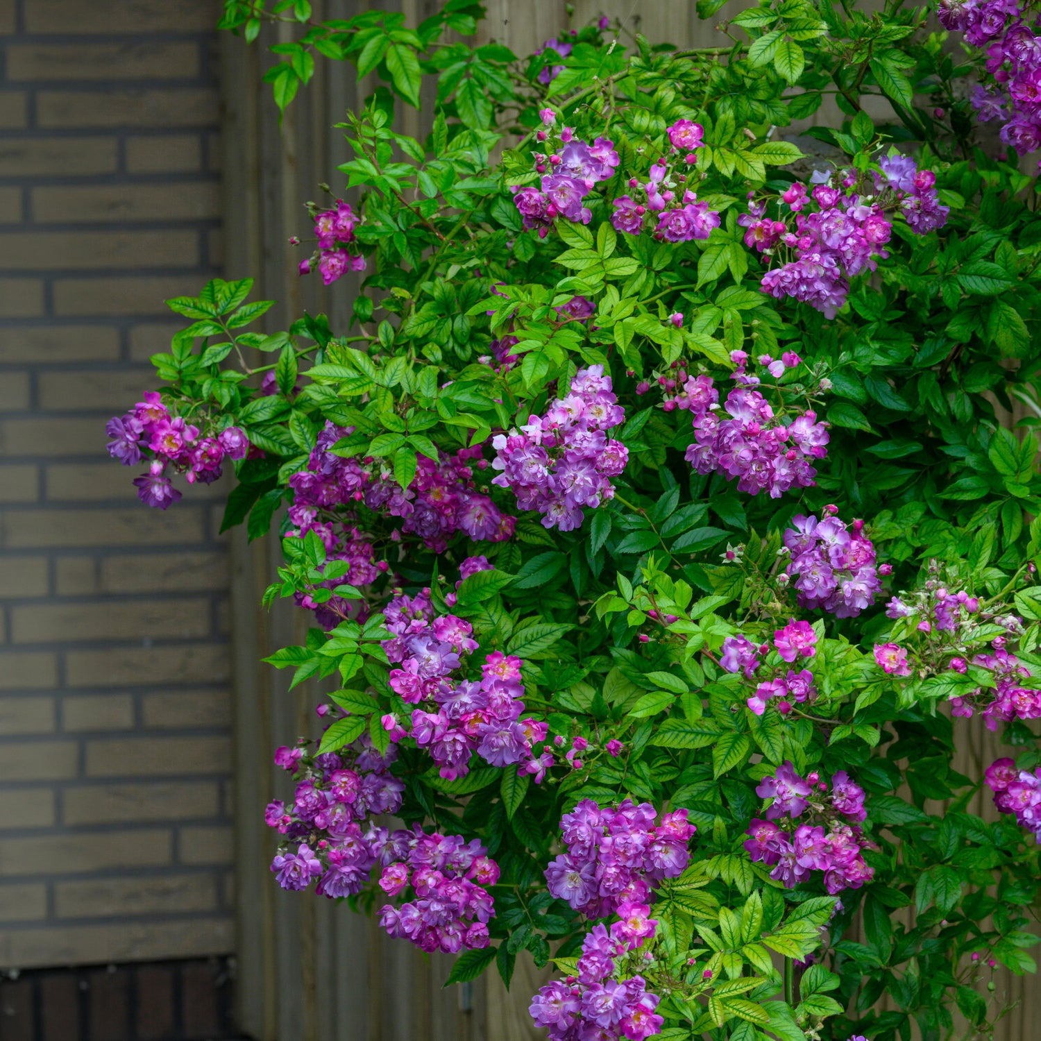Rosa veilchenblau - Hochstammrose ‘Veilchenblau’ - Stängelrosen