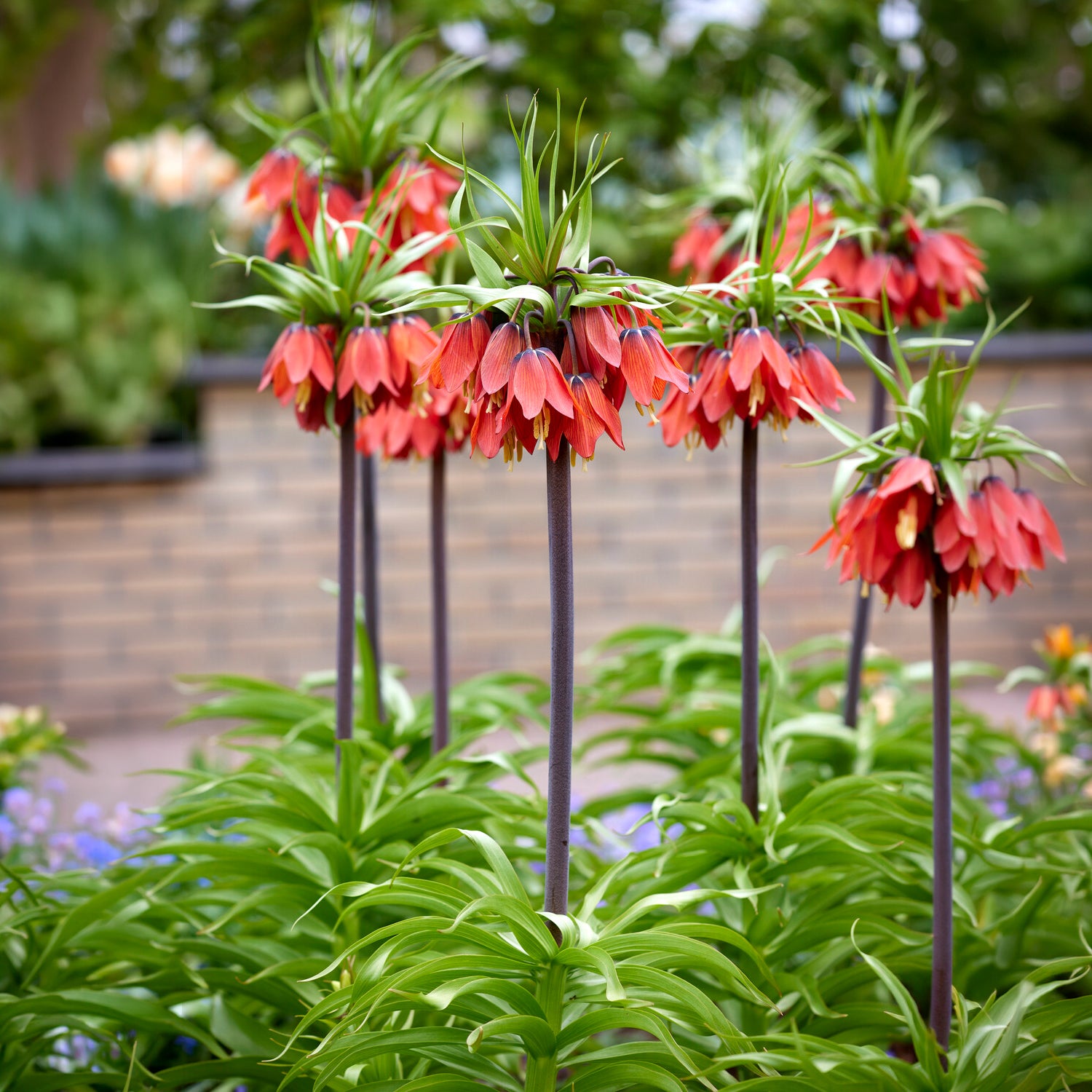 Kaiserkrone rot - Fritillaria imperialis rubra - Bakker