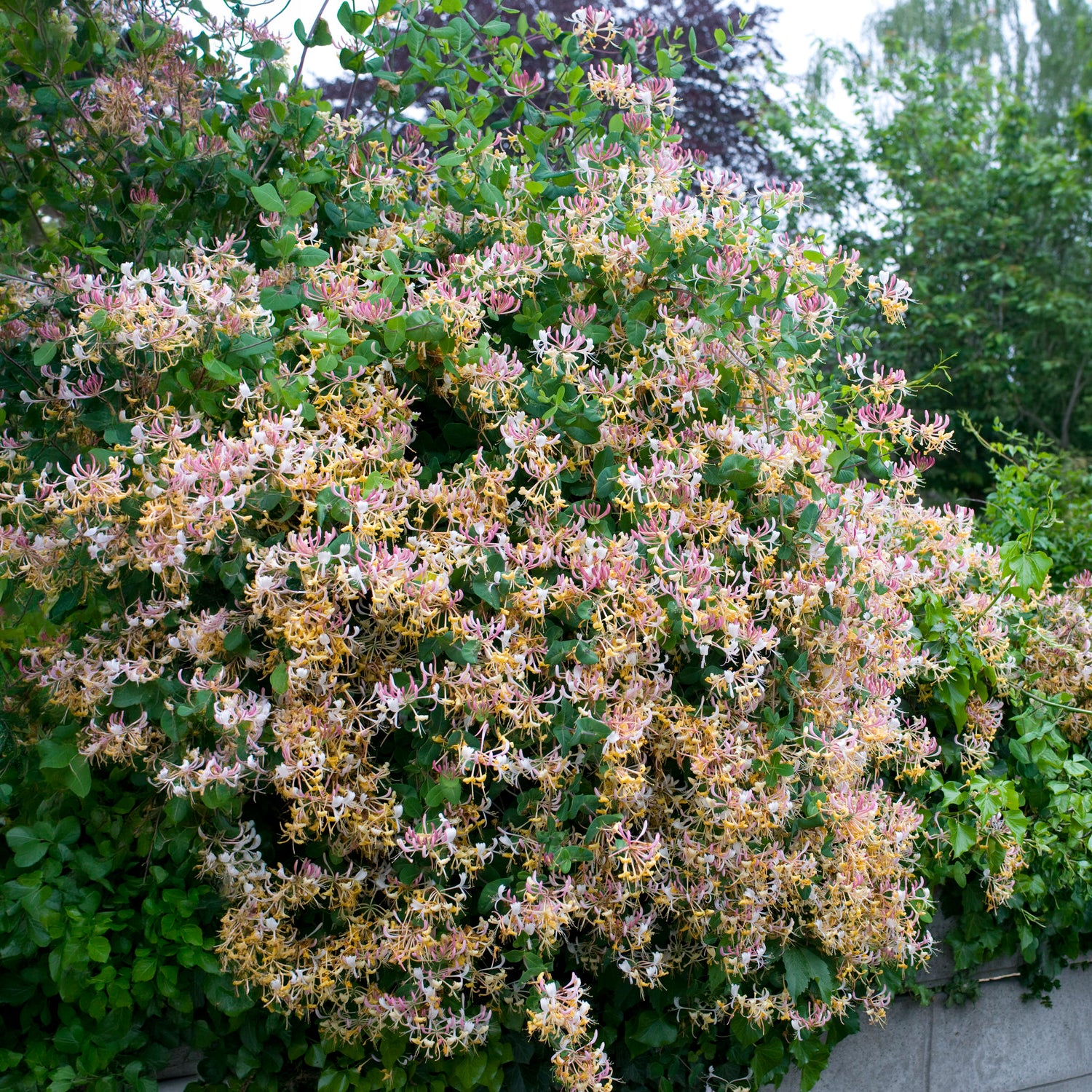 Waldgeißblatt Serotina - Lonicera periclymenum serotina - Bakker