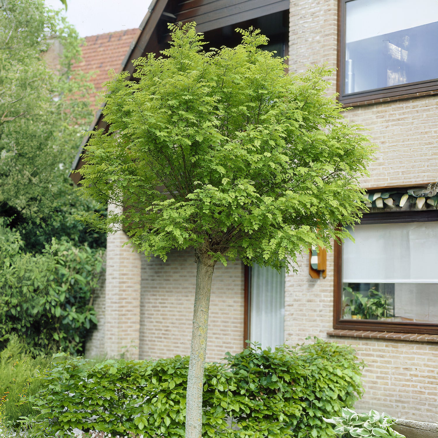 Kugelakazie auf Stamm - Bakker