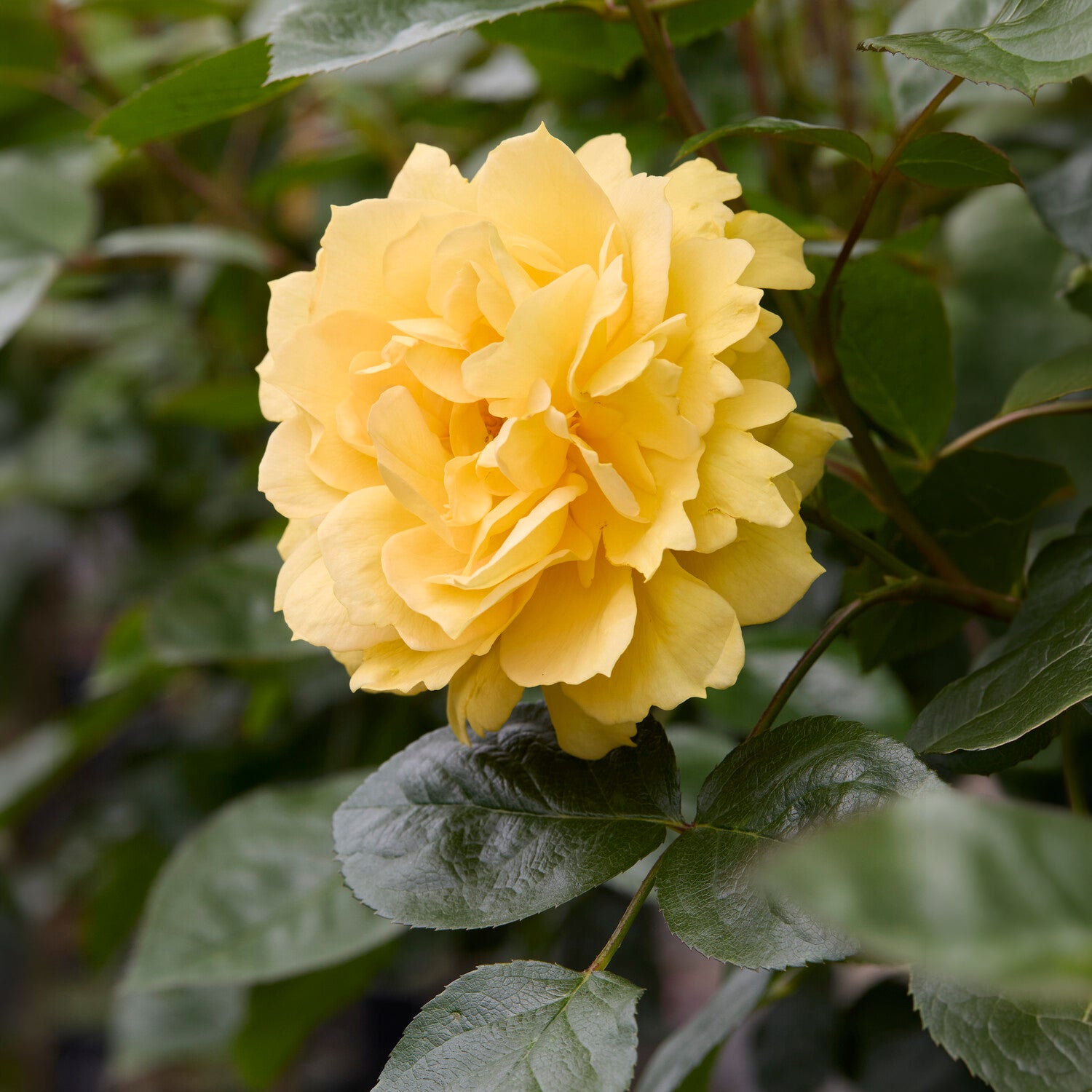 Rosa bahama ® intercomham - Inselrose Bahama ® Intercomham - Duftrosen