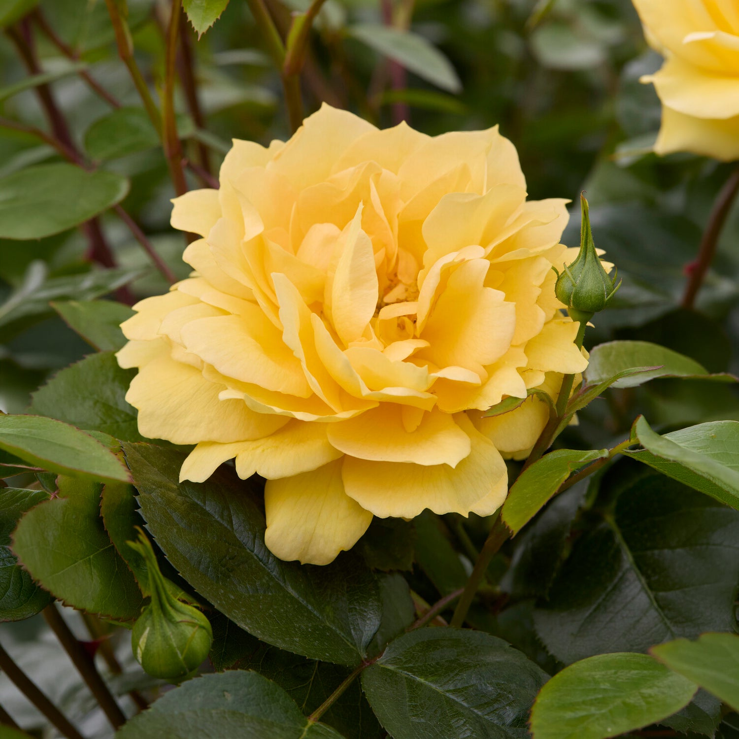Inselrose Bahama ® Intercomham - Bakker