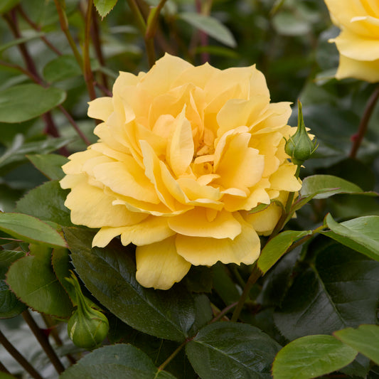 Inselrose Bahama ® Intercomham - Bakker