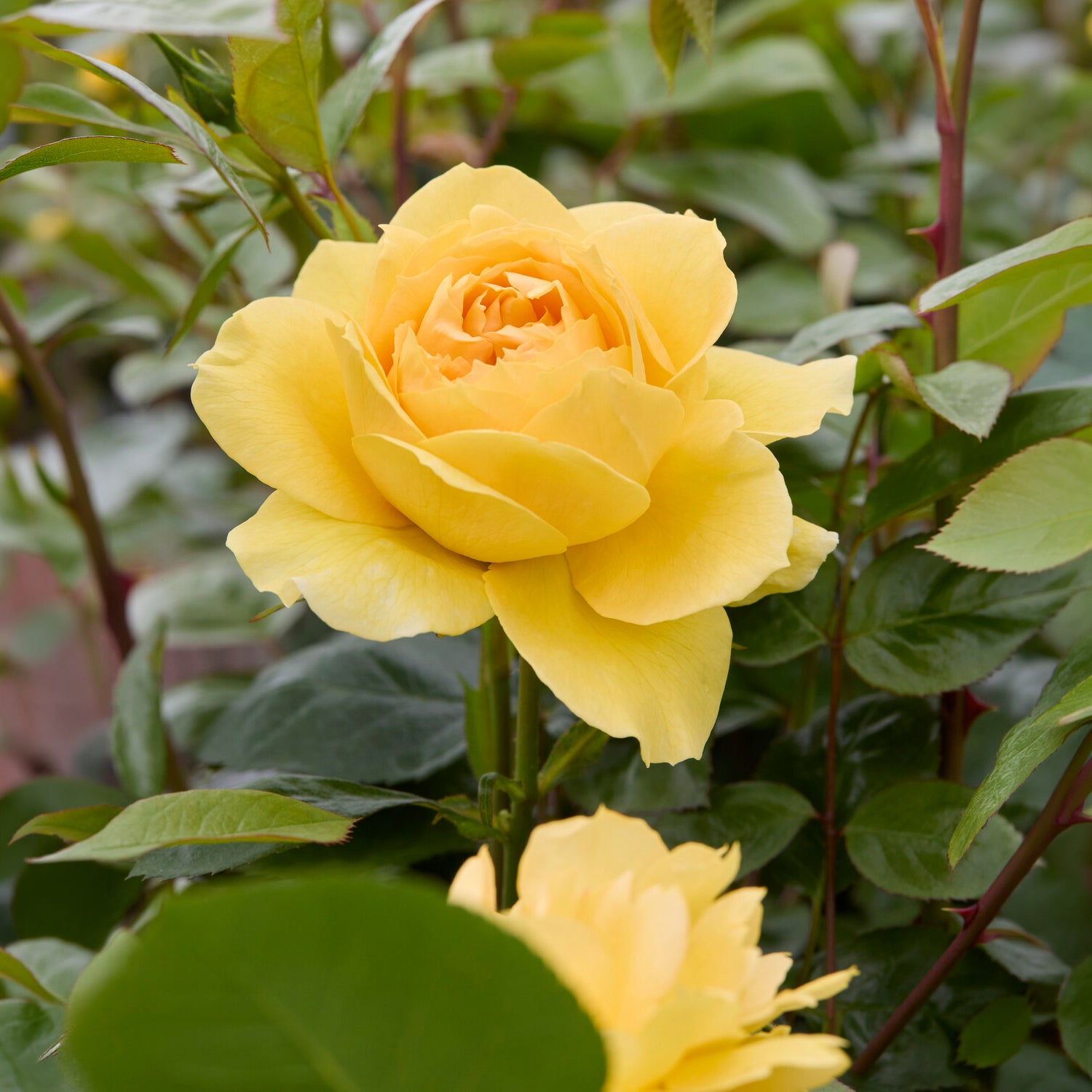 Inselrose Bahama ® Intercomham - Rosa bahama ® intercomham - Bakker