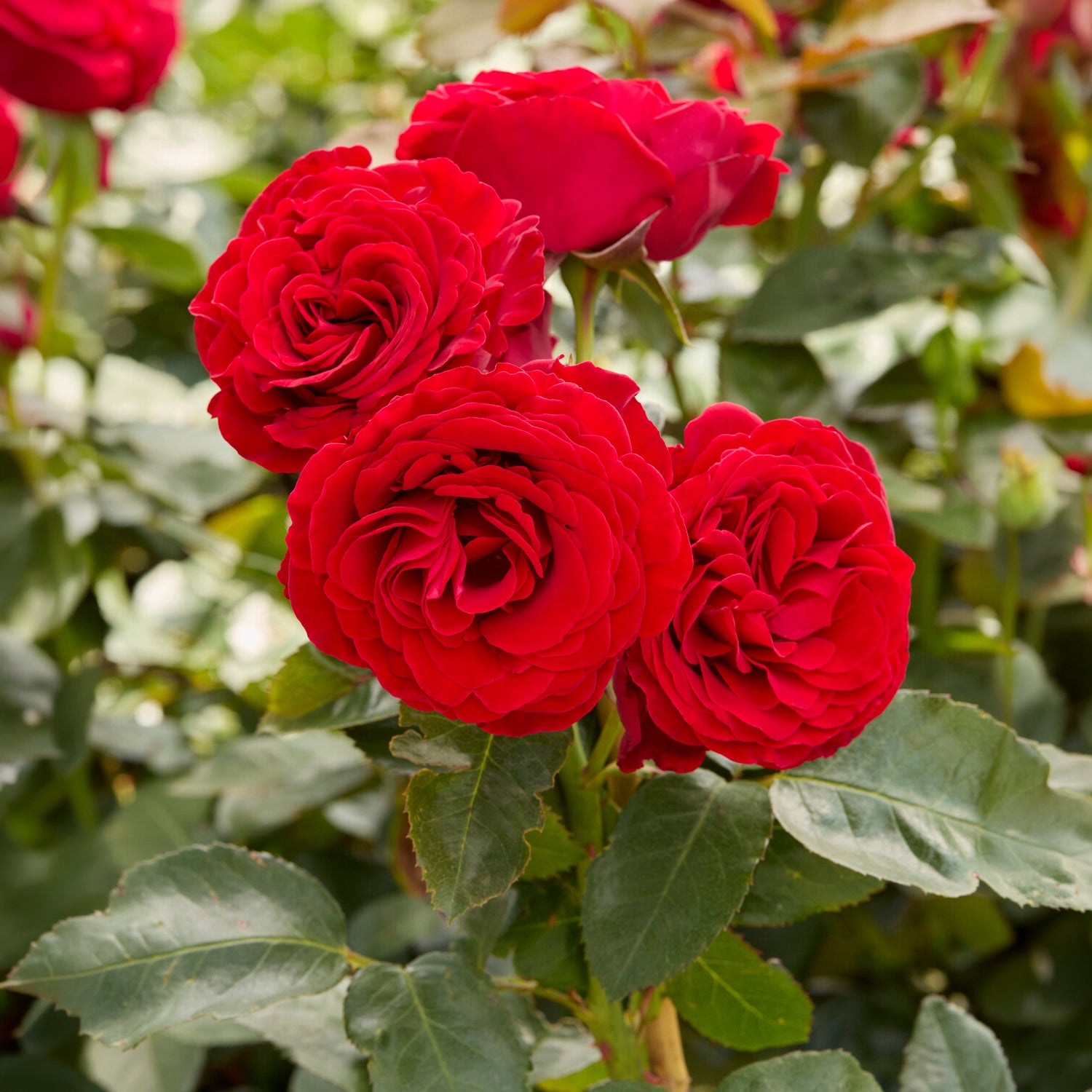 Rose Dominica ® Intercomdoor - Rosa dominica ® intercomdoor - Bakker