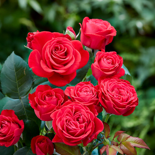Rose Dominica ® Intercomdoor - Bakker